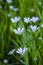 Ornithogalum flowers. Beautiful white flowers in the forest