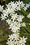 Ornithogalum flowers Star of Bethlehem