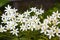 Ornithogalum flowers Star of Bethlehem