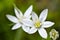 Ornithogalum is a genus of perennial bulbous herbaceous plants of the hyacinth subfamily hyacinthaceae of the asparagus family