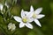 Ornithogalum is a genus of perennial bulbous herbaceous plants of the hyacinth subfamily hyacinthaceae of the asparagus family
