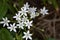 Ornithogalum narbonense or Narbonne star of Bethlehem white flower