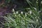 Ornithogalum plant with the image of white hyacinths. The botanical family of ornithogalum is lily. Morphology buds, lily family.