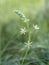 Ornithogalum pyrenaicum aka Prussian, Wild or Bath asparagus, Pyrenees star of Bethlehem, or spiked star of Bethlehem