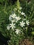 Ornithogalum Thyrsoides Flower in Battery Park.