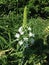 Ornithogalum Thyrsoides Flower in Battery Park.