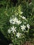 Ornithogalum Thyrsoides Flower in Battery Park.