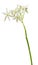 Ornithogalum twig isolated on white.