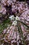 Ornithogalum umbellatum or exscapum garden star of Bethlehem perennial herbaceous bulbous flowering plant