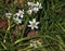 Ornithogalum umbellatum, the garden star-of-Bethlehem, grass lily, nap-at-noon