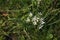 Ornithogalum umbellatum, the garden star-of-Bethlehem, grass lily, nap-at-noon