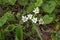 Ornithogalum umbellatum, the garden star-of-Bethlehem, grass lily, nap-at-noon