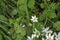 Ornithogalum umbellatum, the garden star-of-Bethlehem, grass lily, nap-at-noon