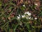 Ornithogalum umbellatum, the garden star-of-Bethlehem, grass lily, nap-at-noon