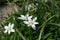 Ornithogalum umbellatum, garden star-of-Bethlehem, grass lily, nap-at-noon or eleven-o`clock lady flowers