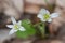 Ornithogalum umbellatum grass lily in bloom, small ornamental and flowering springtime plant.