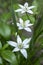 Ornithogalum umbellatum grass lily in bloom, small ornamental and wild plant