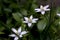 Ornithogalum umbellatum grass lily in bloom, small ornamental and wild plant