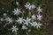 Ornithogalum umbellatum grass lily in bloom, small ornamental and wild plant