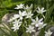 Ornithogalum umbellatum grass lily in bloom, small ornamental and wild plant