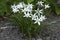 Ornithogalum umbellatum grass lily in bloom, small ornamental and wild plant