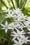 Ornithogalum umbellatum grass lily in bloom, small ornamental and wild plant