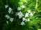 Ornithogalum Umbellatum- Six petal flower- Star of Bethlehem, white flowers.Ornith
