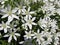 Ornithogalum umbellatum, Star-of-Bethlehem, grass lily, nap-at-noon, eleven-o`clock lady flowers background