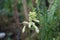 Ornithogalum viridiflorum blooms in July. Berlin, Germany