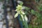Ornithogalum viridiflorum blooms in July. Berlin, Germany