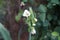 Ornithogalum viridiflorum, syn. Galtonia viridiflora, the green flowered Galtonia, is a species of bulbous flowering plant. Berlin