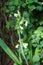 Ornithogalum viridiflorum, syn. Galtonia viridiflora, the green flowered Galtonia, is a species of bulbous flowering plant. Berlin