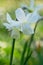 Ornithogalum white flower close up.