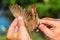 Ornithologist examines bird