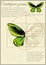 Ornithoptera priam Latin Ornithoptera priamus. A series of vector illustrations imitating old sheets from a book about butterfli