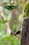 Ornithoptera Priamus butterflies breeding