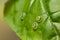 Ornithoptera priamus butterfly eggs