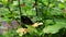 Ornithoptera Priamus butterfly sucking nectar from Hibiscus flowers, New England, USAMy Movie