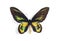 Ornithoptera rothschildi