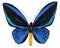 Ornithoptera urvillianus tropical butterfly isolated