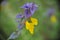 Orobanchaceae Melampyrum nemorosum summer rainy weather with green background