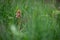 Orobanche plant broomrape on a meadow in the Slovak Little Carpathian Mountains close town stupava