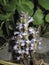 Orobanche ramosa close up