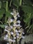 Orobanche ramosa close up