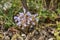 Orobanche ramosa close up