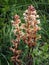 Orobanche sp., the broom rape, flowering in a meadow.