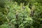 Orok-orok or Crotalaria longirostrata, the chipilin (Crotalaria pallida) seed and leaves