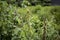 Orok-orok or Crotalaria longirostrata, the chipilin (Crotalaria pallida) seed and leaves