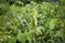 Orok-orok or Crotalaria longirostrata, the chipilin (Crotalaria pallida) seed and leaves