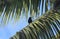 Oropendola Bird in a Palm Tree Jungle